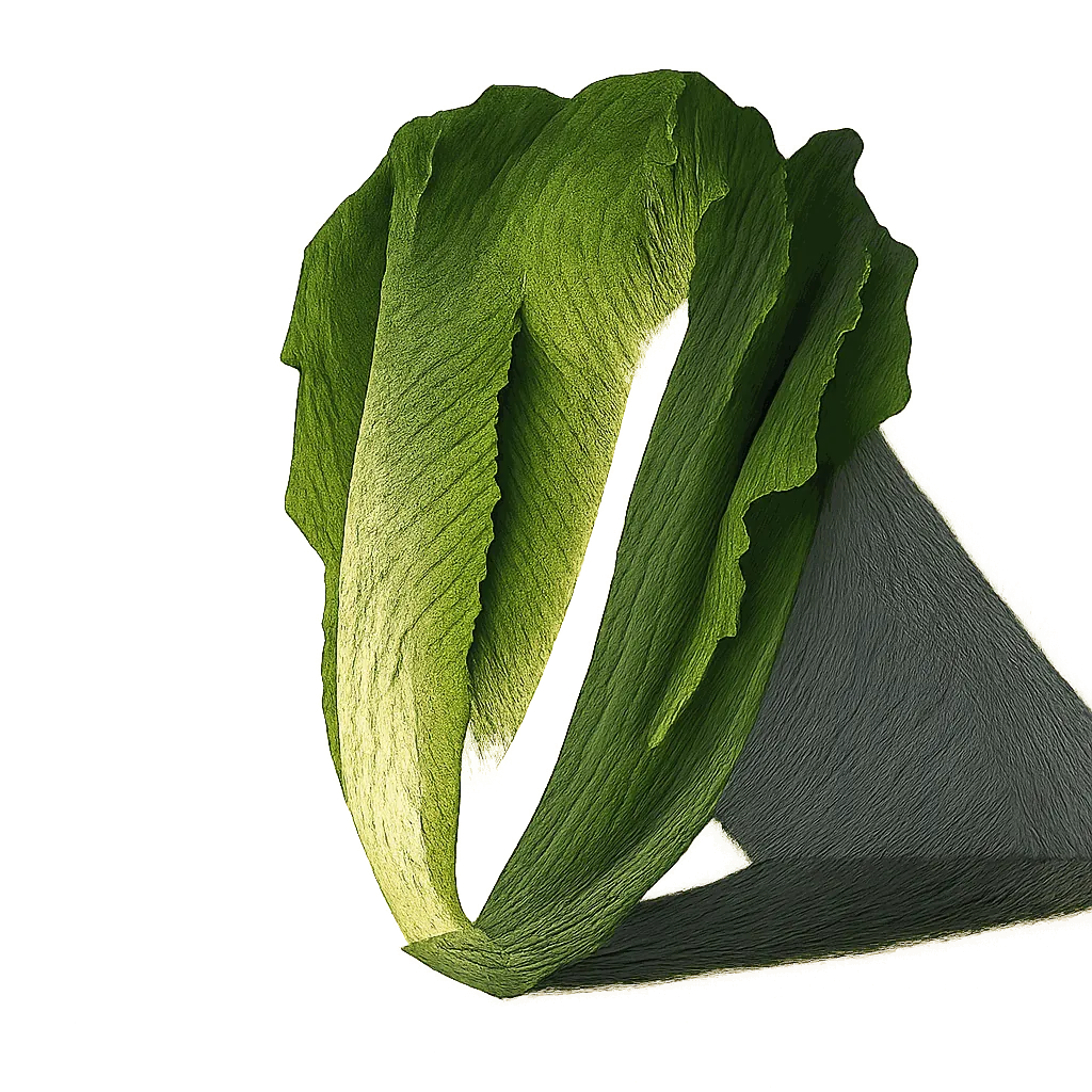 Romaine lettuce